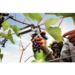 Rapid C50 Vine Hogrings Aluminium Pack of 4200